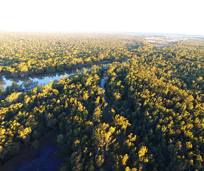 An aerial photo of Moira Lake in Millewa Forest, showcasing a lush landscape filled with trees surrounding the lake. The vibrant greenery highlights the natural beauty of the area.