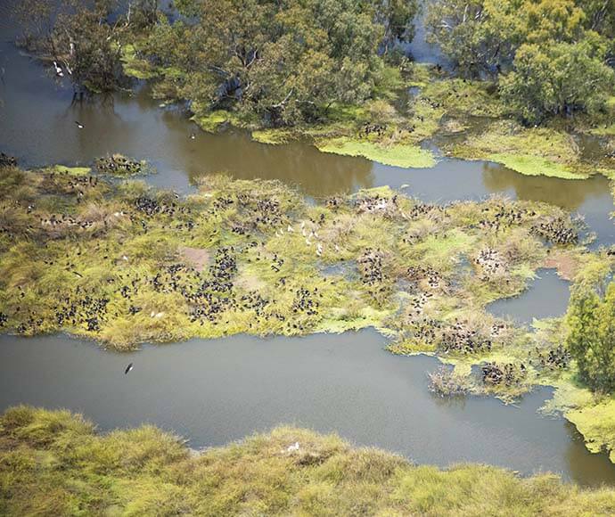 Aerial view of a wetland ecosystem with meandering water channels, dense green vegetation, and numerous dark specks indicating the presence of wildlife.