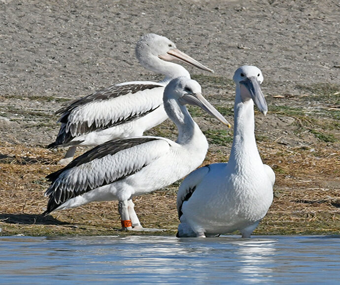 Young pelican banded with orange led band at Lake Brewster.