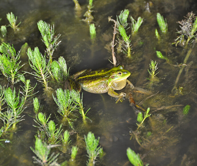 Southern bell frog (Litoria raniformis) at Cockran Creek