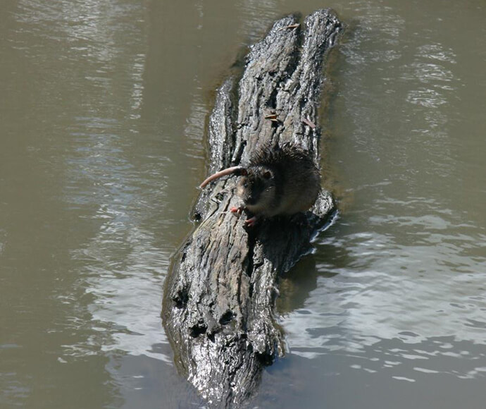 Water rat (Hydromys cryogaster) on a floating log at Burrawang near Condoblin