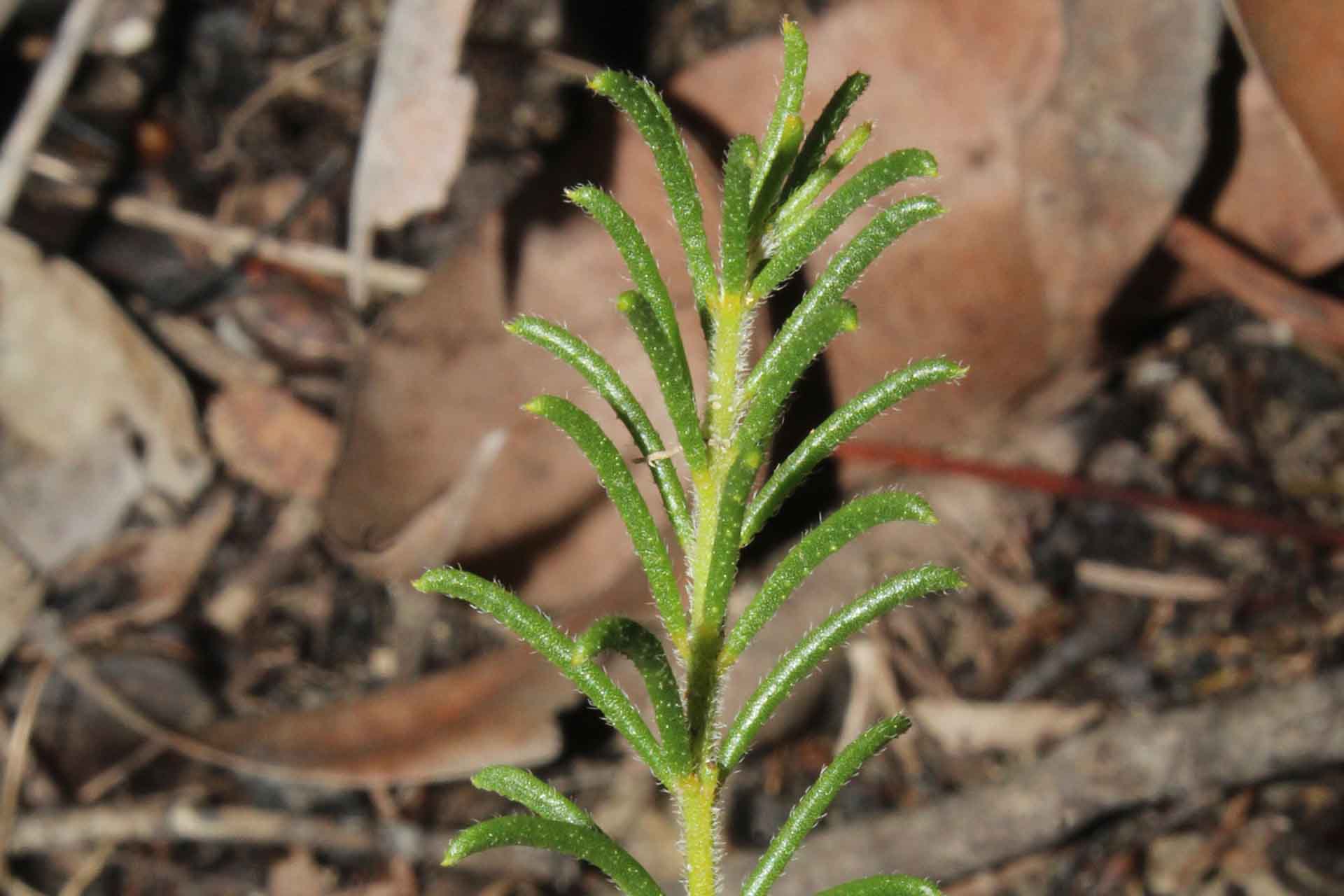 Plant with furry leaves like pipe-cleaners