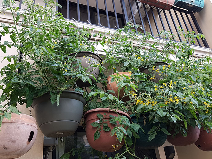 Hanging pots filled with lush green tomato plants with small yellow flowers, attached to a balcony railing, creating a vibrant and lively urban garden.