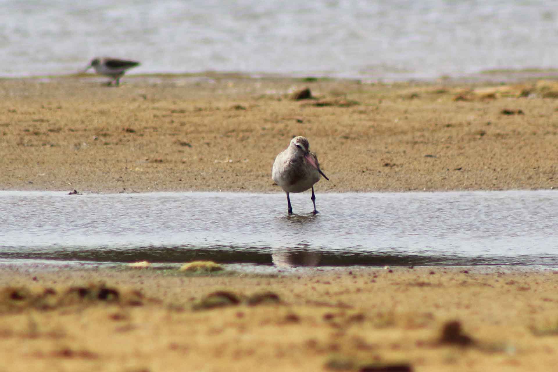 Brownish bird with long beak and white eyebrow