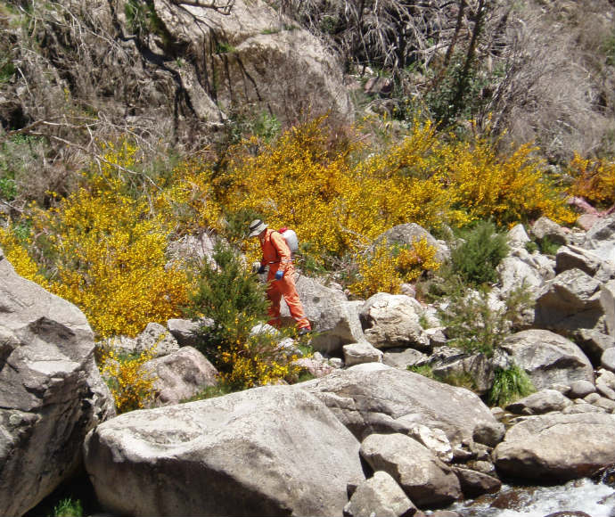 This image shows efforts to control invasive species, specifically broom, in the alpine areas of Kosciuszko National Park. Broom is a significant pest plant that can outcompete native vegetation, impacting the habitat of native species like the mountain pygmy-possum.