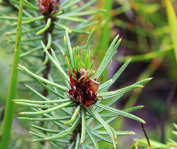 Budawangs bush-pea (Pultenaea baeuerlenii)