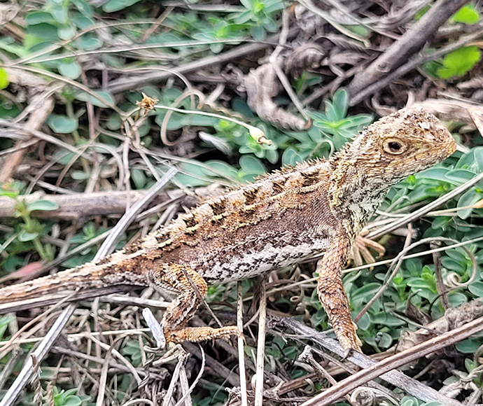 A small, brown and white Canberra grassland earless dragon with textured scales sits among green leaves and dry twigs, blending into its natural, earthy habitat.