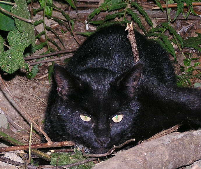 This image highlights the issue of feral cats, which are a significant threat to native wildlife in Australia. Feral cats prey on a wide range of native species, including small mammals, birds, and reptiles, contributing to the decline of many threatened species.