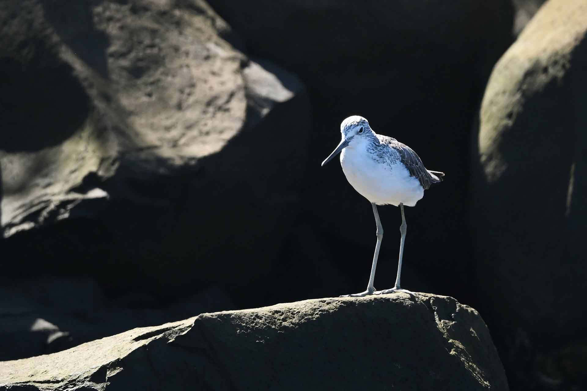 Long-legged white and grey bird with long beak