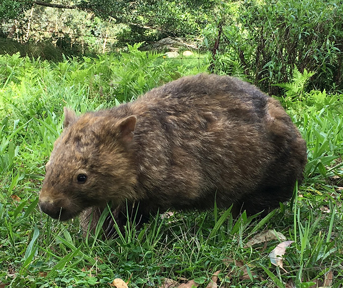 A large, furry bare-nosed wombat is grazing on lush green grass surrounded by dense foliage. The scene conveys a serene and natural wilderness setting.