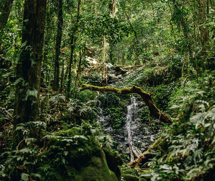 Rainforest stream flowing through lush greenery in Dorrigo National Park