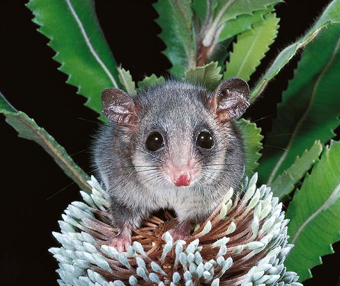 A small, wide-eyed marsupial sits on a spiky white flower, surrounded by green leaves. The setting is natural and serene.