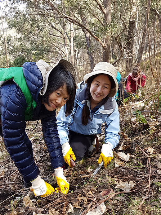 Two female volunteer bush regenerators wearing yellow gloves, on a slope with tree behind them and helping bushland.