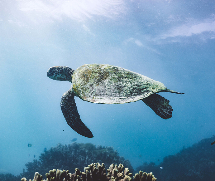 A green turtle (Chelonia mydas) swimming in the ocean