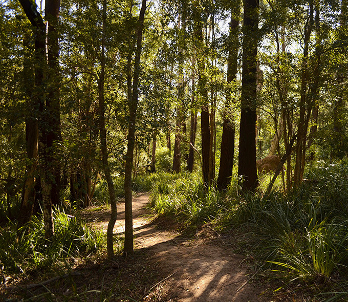 A dirt path winds through a dense forest with tall trees and lush green foliage. Sunlight filters through the canopy, casting dappled shadows on the ground. The scene is serene and inviting, suggesting a peaceful nature walk or hike.