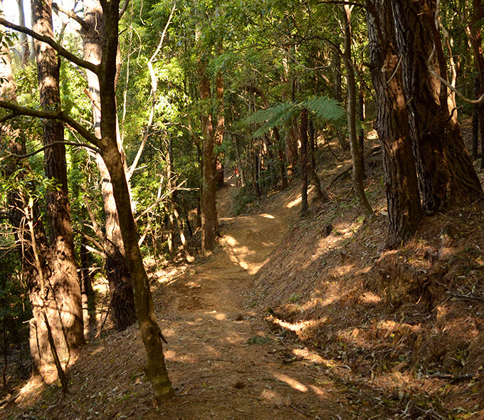 "A dirt path winds through a dense forest with tall trees and lush green foliage. The path is surrounded by trees on both sides, and sunlight filters through the leaves, casting dappled shadows on the ground. The scene is serene and natural, suggesting a peaceful hiking trail or nature walk. There are no visible signs, people, or animals in the image.