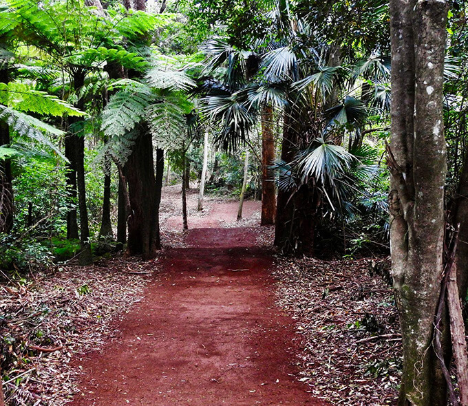 A dirt path winds through a lush, green forest. The path is surrounded by various types of trees and plants, including ferns and palm-like trees. The ground is covered with fallen leaves and the dense foliage creates a canopy overhead, allowing only a little sunlight to filter through. The scene is serene and inviting, suggesting a peaceful walk through nature.