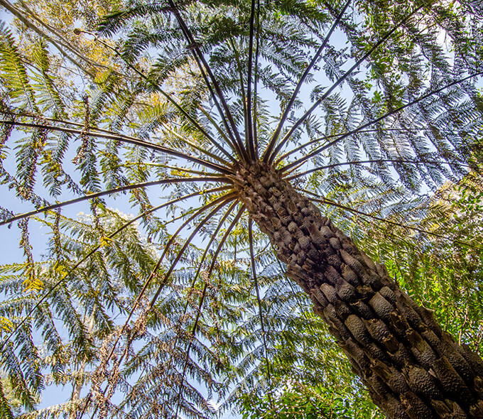 An upward view of a tree fern, with its trunk and radiating fronds creating a canopy. The fronds are long and feathery, spreading out from the top of the trunk in a circular pattern. The sky is visible through the gaps between the fronds, and there is a mix of sunlight and shadow on the leaves. The trunk has a rough, textured surface. The image captures the intricate structure and beauty of the tree fern, highlighting its unique and striking appearance.