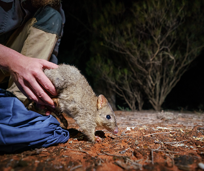 Brush-tailed bettong being released by a person kneeling on the ground. It is a night release onto a red dirt floor with trees visible in the background. 