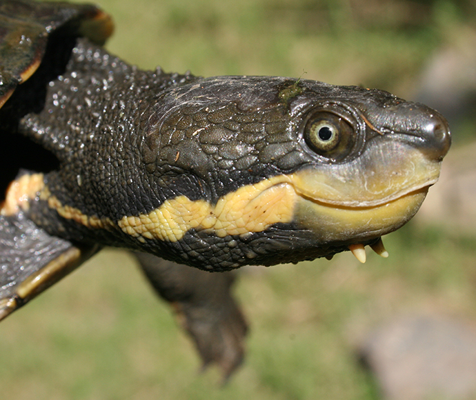 Close-up of a Manning River helmeted turtle's head with textured scales and prominent eyes, featuring a yellow stripe along its jaw. The background is a soft blur of green.