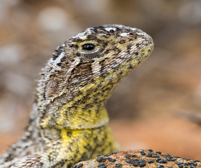 Close-up of a Monaro grassland earless dragon with textured scales in shades of brown and yellow, its head raised attentively. The background is softly blurred, creating a natural setting.