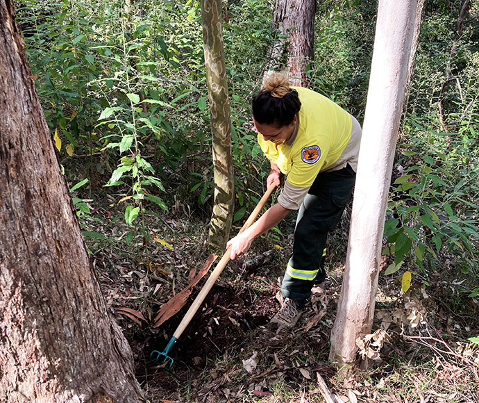 A person wearing a yellow shirt and dark pants is using a hoe to dig in the soil among trees in a forested area. The person appears to be engaged in some form of outdoor work or environmental activity.