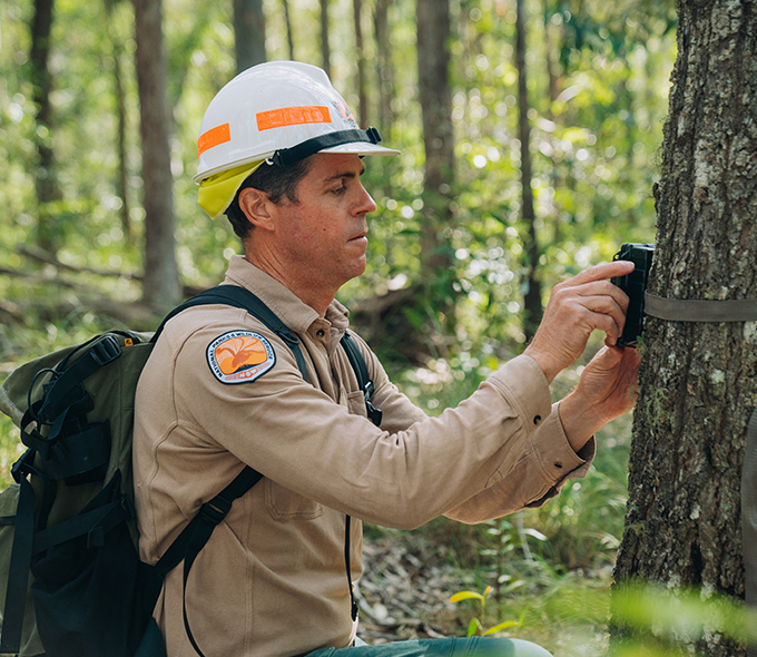 Man in NSW parks uniform attaching camera to tree in a dense forested area.