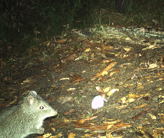 Close-up of a long-nosed potoroo at night on the forest floor. He is standing on his hind legs.