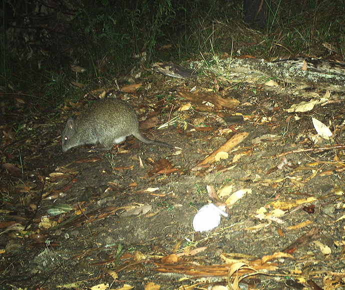 Long-nosed potoroo caught on ground camera at night on the forest floor. He is running into the forest over a patch of leaf litter.