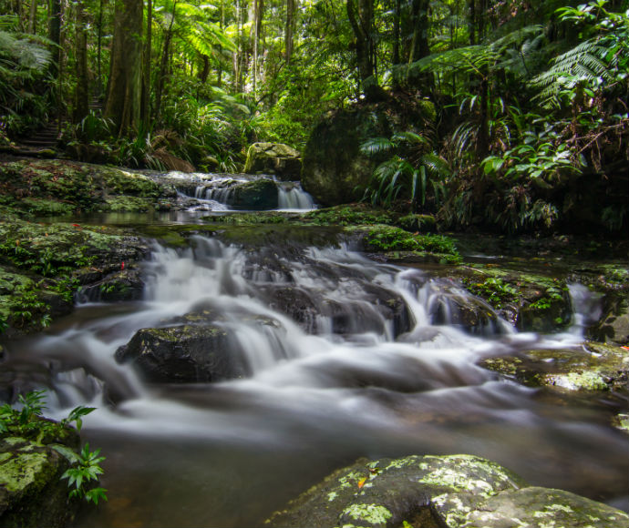 Nightcap National Park, featuring a dense forest with tall trees and a misty atmosphere, highlighting the park’s lush and serene natural beauty.