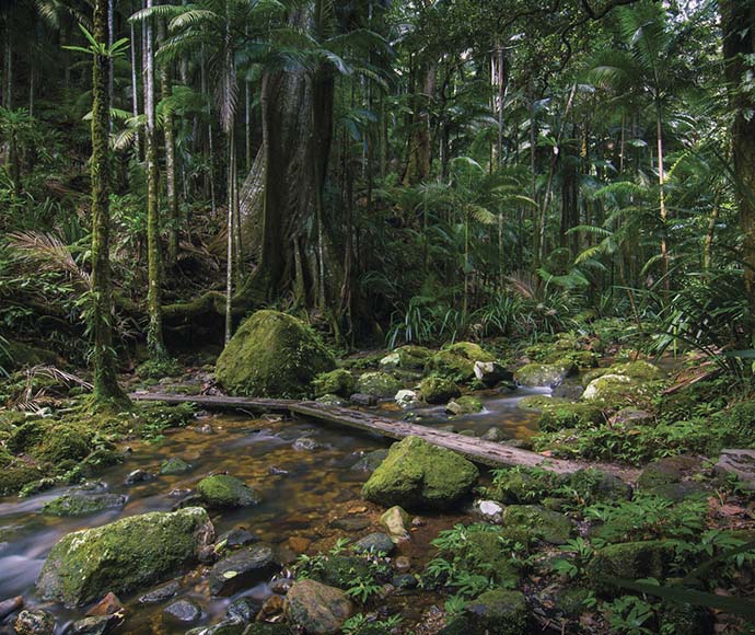 "A scenic view of Protestors Falls at The Channon, located within Nightcap National Park. The waterfall is cascading over rocks into a serene pool surrounded by lush greenery and dense rainforest. The tranquil setting highlights the natural beauty and rich biodiversity of the area.