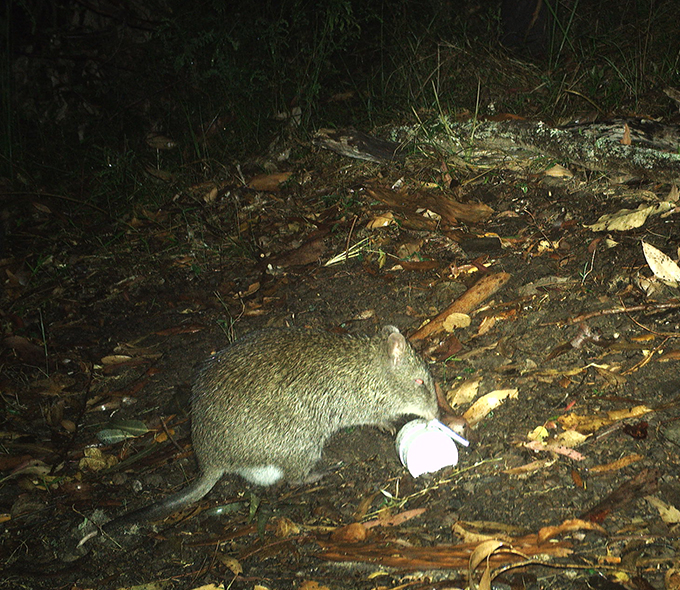 Northern Brown Bandicoot (Isoodon macrourus) foraging in the grass at night. It is on a leaf littered floor with forest in the background.