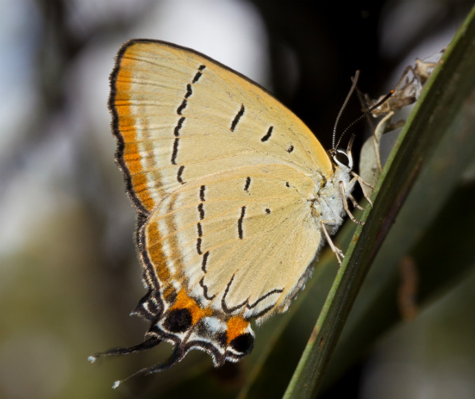 A pale imperial hairstreak butterfly (Jalmenus eubulus) perched on a plant