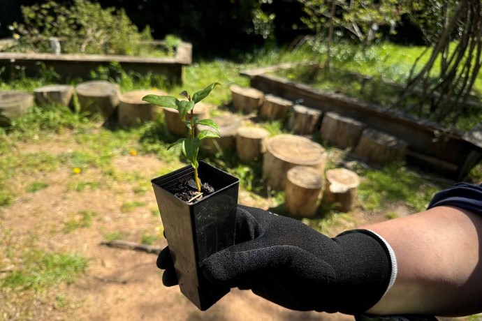 Gloved hand holding tubestock