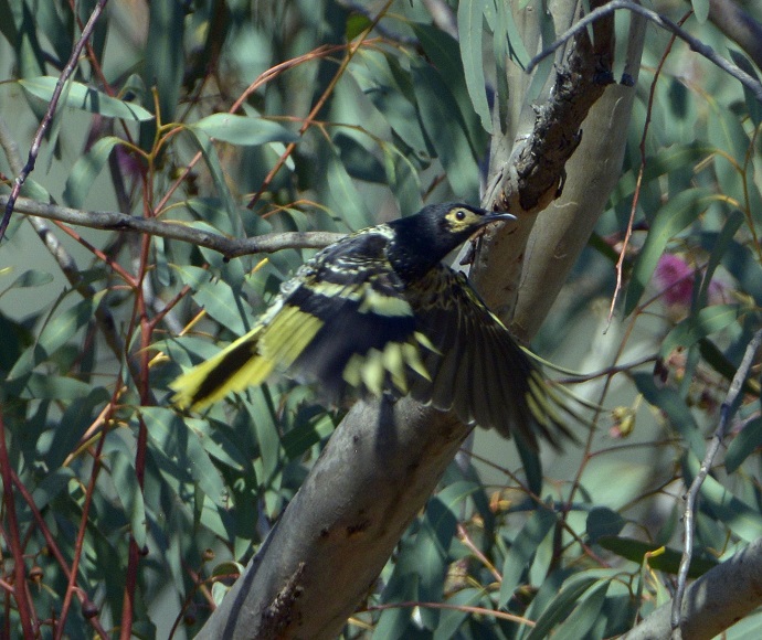 Regent honeyeater (Anthochaera phrygia) in flight with tree in background.