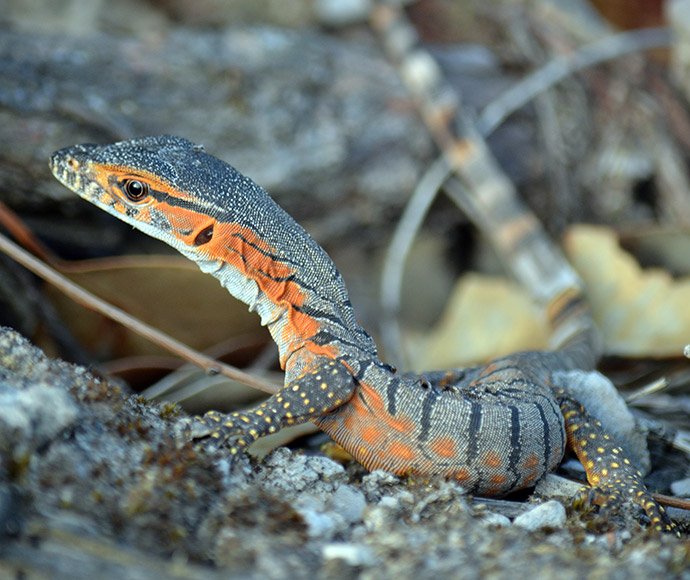 A young Rosenberg's goanna with vibrant orange and black markings on its body sits alertly on rocky ground, surrounded by dry leaves, conveying a sense of curiosity. with vibrant orange and black markings on its body sits alertly on rocky ground, surrounded by dry leaves, conveying a sense of curiosity.