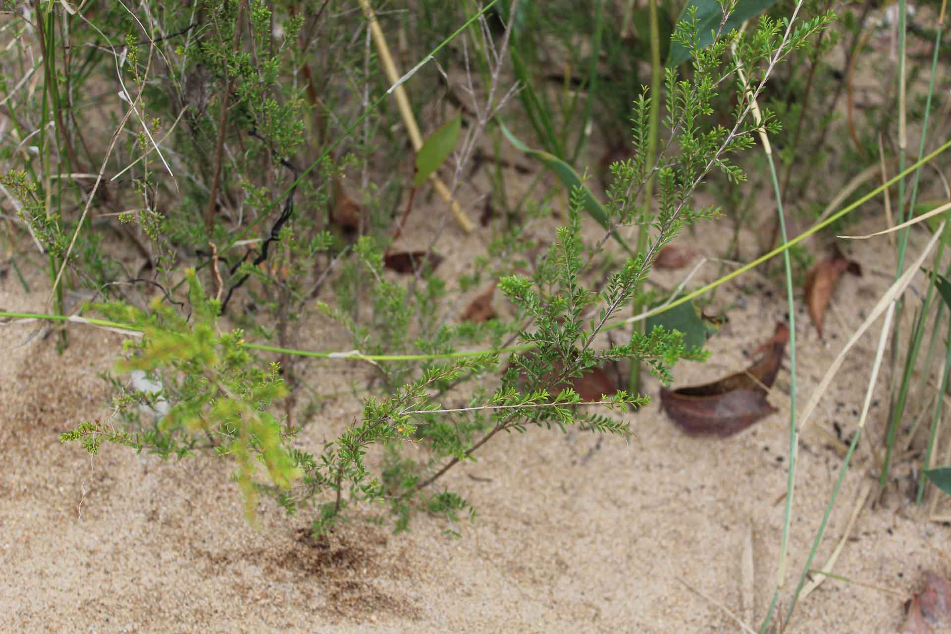 Small spindly bush with tiny leaves