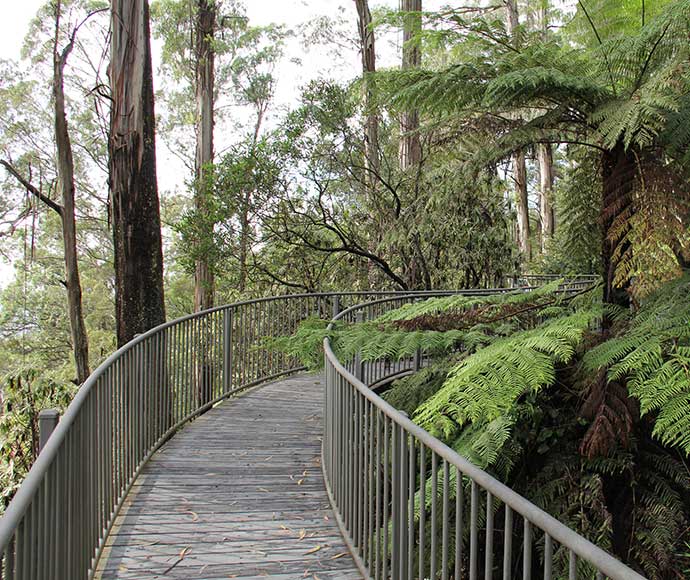 A picturesque view from Pipers Lookout in South East Forests National Park, showcasing a winding walking track surrounded by dense forest and lush greenery under a bright sky.