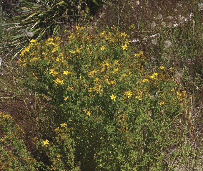 This image shows St. John’s wort (Hypericum perforatum), an invasive weed in many parts of Australia. It can spread rapidly and outcompete native plants, leading to significant ecological impacts. St. John’s wort is also toxic to livestock, making its control important for both environmental and agricultural reasons.