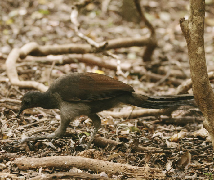 Superb Lyrebird (Menura novaehollandiae) in Minnamurra Rainforest, showcasing its long, ornate tail feathers and brownish-grey plumage as it forages on the forest floor.