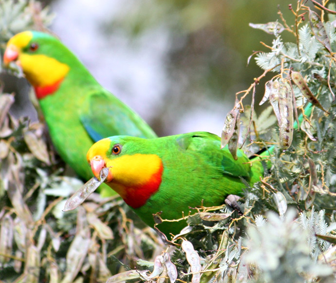 "Close-up photograph of a superb parrot with vibrant green plumage, a bright yellow face, and an orange-red patch on its throat. The bird is perched on a branch, with its striking colours standing out against the blurred natural background.