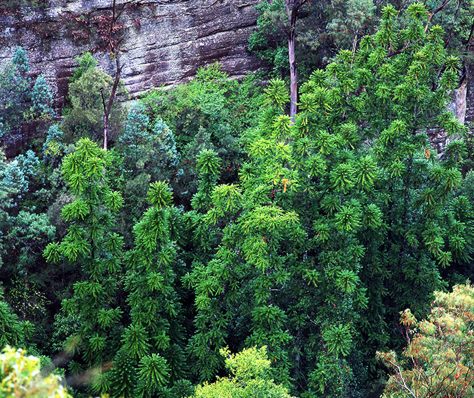 Photograph of a critically endangered Wollemi Pine (Wollemia nobilis) in its natural habitat, showcasing its unique foliage and bark texture.