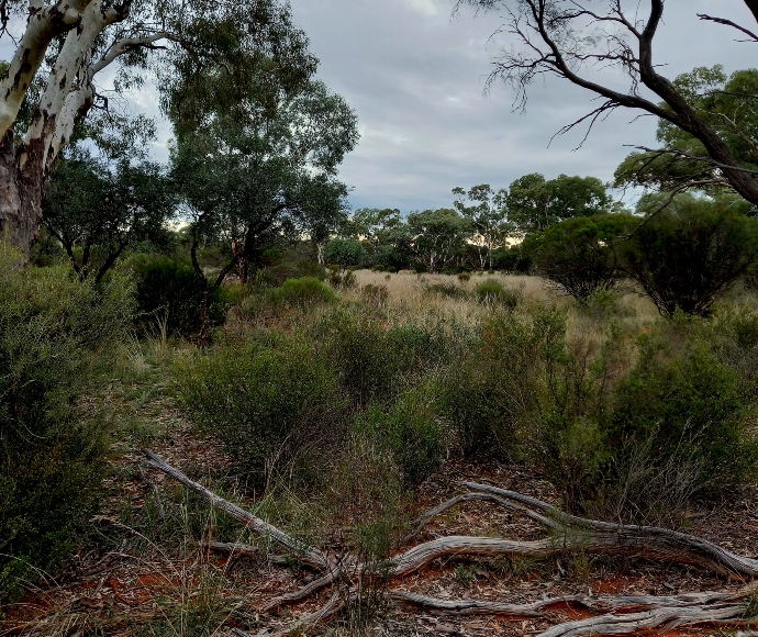 "A dense forest scene with various trees and shrubs. The ground is covered with dry grass and fallen branches, while the overcast sky creates a muted, serene atmosphere.