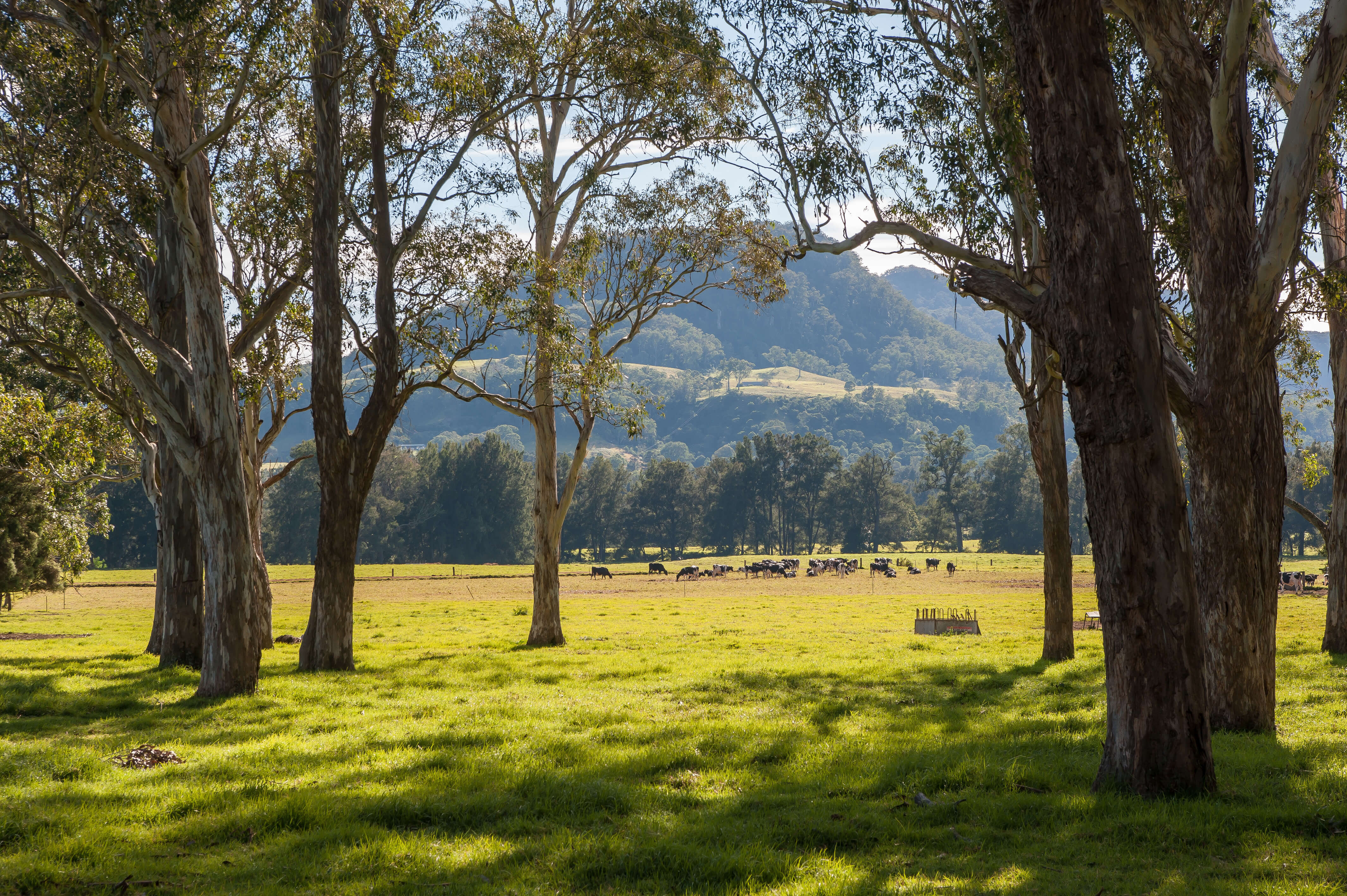 Sunlit rural landscape with tall trees in the foreground, casting shadows on a grassy field. Cows graze in the distance against a backdrop of rolling hills.