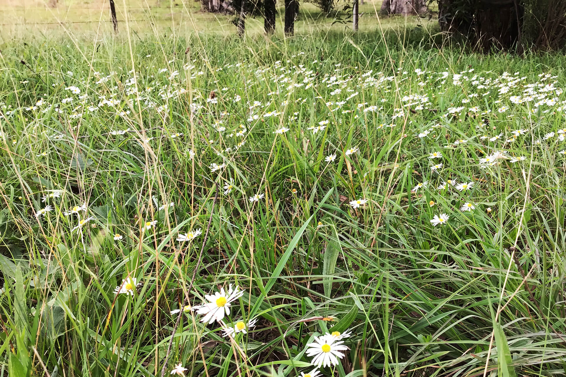 White daisy-like flowers in a field