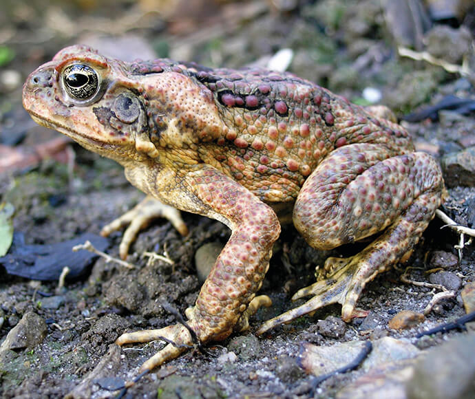 A close-up of a stocky toad with textured, bumpy skin in shades of brown and red. The toad is on a natural, earthy ground with scattered leaves.