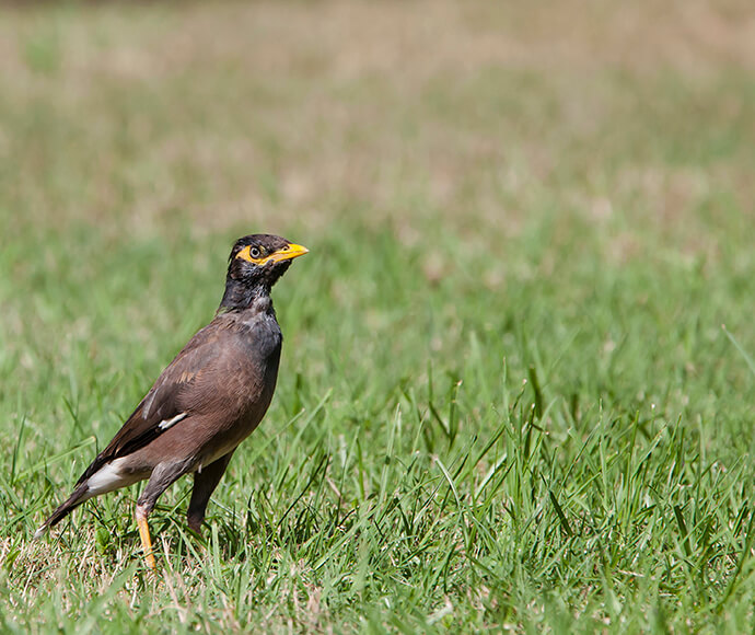 A Common Myna stands alert on vibrant green grass. Its yellow beak and eye patch contrast sharply with its dark brown feathers, embodying a curious demeanour.