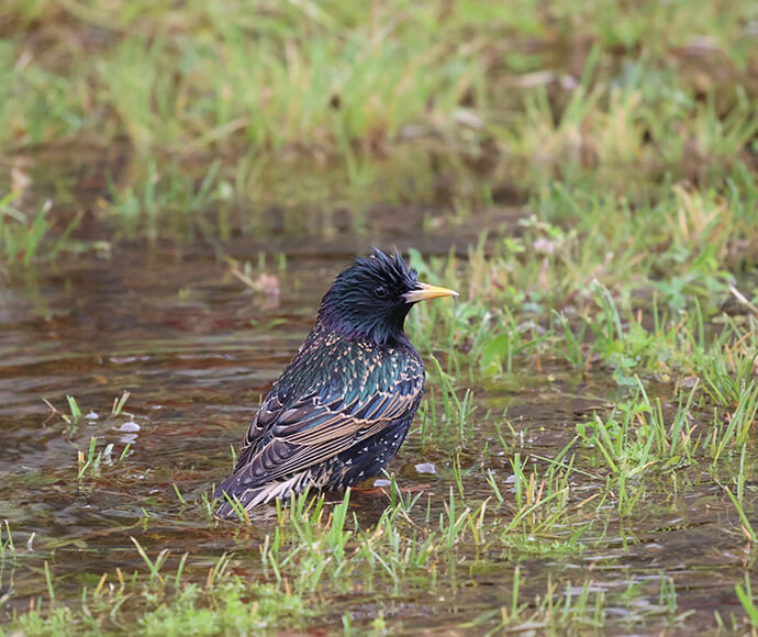 A starling with iridescent feathers stands in a puddle among green grass. The bird's shiny plumage reflects hints of purple and green.