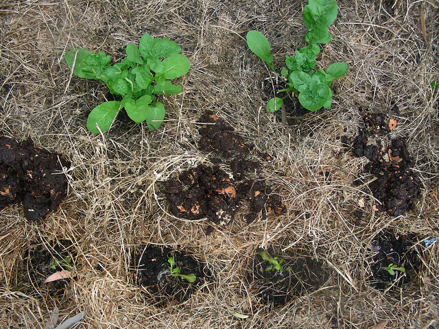 Close-up of a vegetable patch with small piles of compost on the soil, mulch and two lettuces growing. 