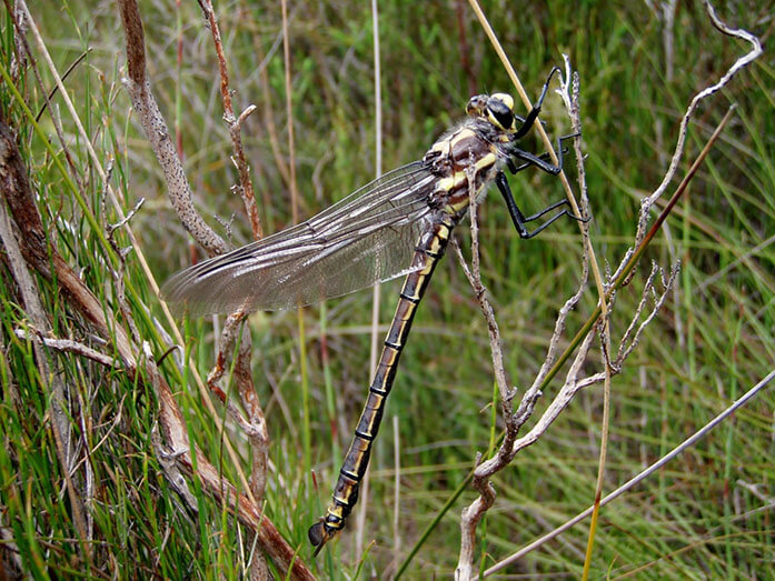 A dragonfly with transparent wings and a striped yellow and black body perched on a dry twig, set against a backdrop of green grass.